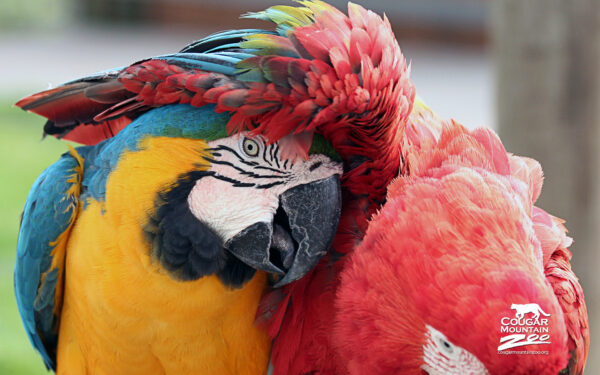 Wallpaper Macaws, Best, Friends