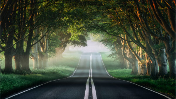 Wallpaper Forest, Misty, Road