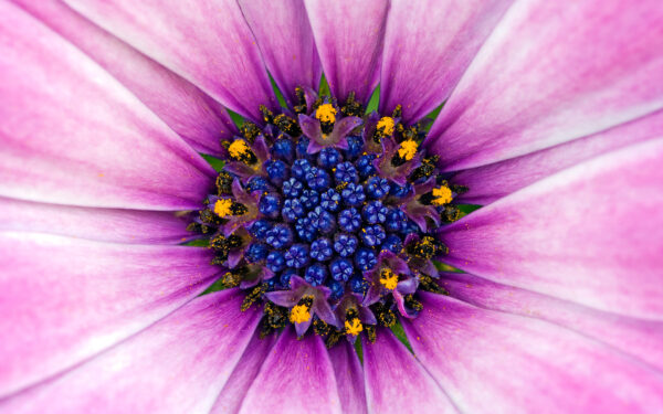 Wallpaper Amazing, Purple, Flower