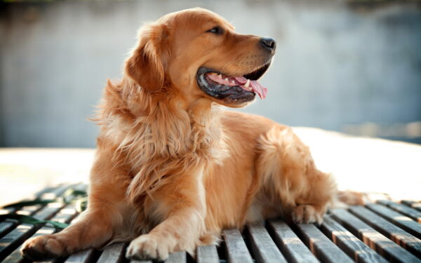 Wallpaper Dog, Golden, Retriever