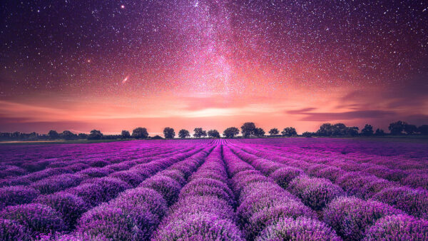 Wallpaper Starry, Field, Sky, Lavender
