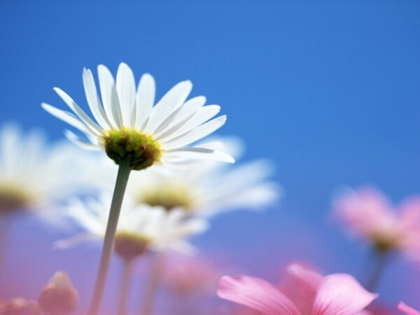 Wallpaper Flower, White, Bright