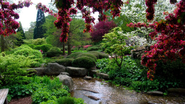 Wallpaper And, With, Flowers, Stream, Stones, Desktop, Moss, Garden