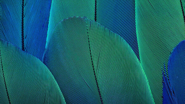 Wallpaper Abstract, Leaves