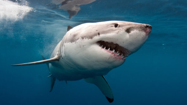 Wallpaper Shark, Australia, Great, White, 4k