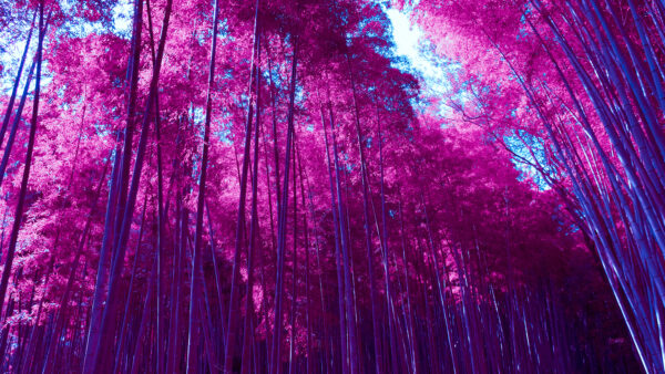 Wallpaper Infrared, Forest, Arashiyama, Grove, Bamboo