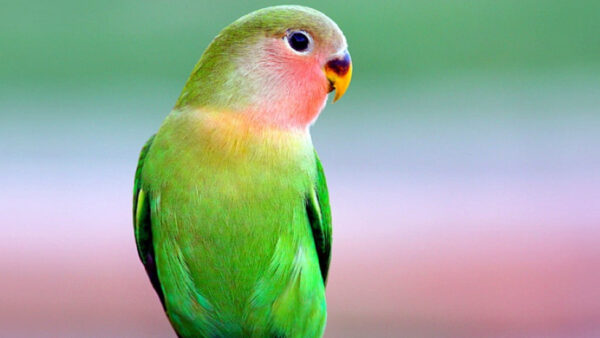 Wallpaper Parrot, Blur, Background, Birds, Beautiful, Green, Desktop