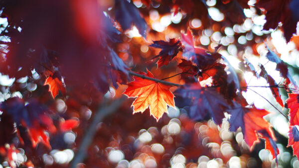 Wallpaper Blur, Desktop, Sunbeam, Fall, Background, Trees, Leaves, Colorful, With, Mobile, Nature