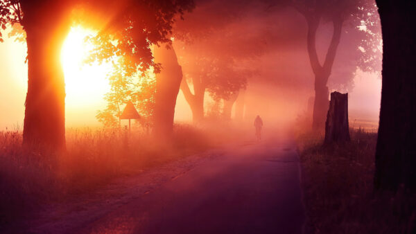Wallpaper Rays, Through, Road, Trees, Passing, With, Desktop, Between, Landscape, Mobile, Mist, Sun, Nature
