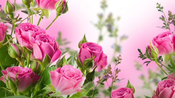 Wallpaper Desktop, Pink, Bud, Roses, Leaves, With, Mobile, Rose