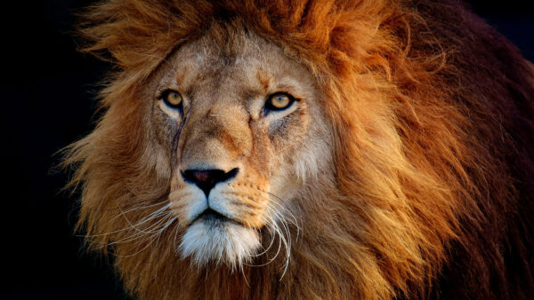 Wallpaper Bold, Closeup, Lion, Desktop