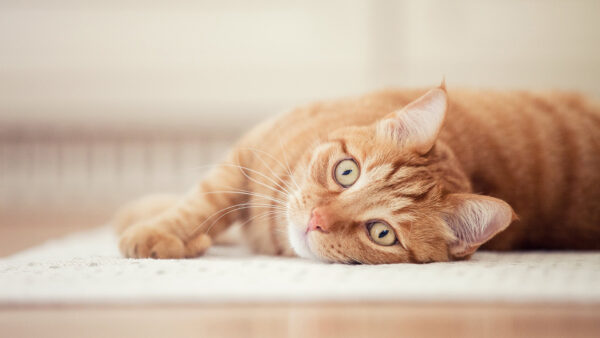 Wallpaper Images, Pc, Animal, Cool, Free, Background, Desktop, 1920×1080, Download, Wallpaper, Animals, Cat