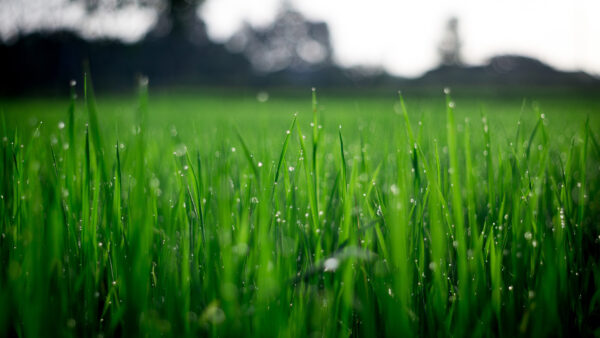 Wallpaper Water, With, Green, Mobile, Desktop, Droplets, Grassfield