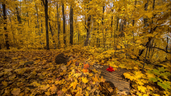 Wallpaper Mobile, Nature, Forest, Leaves, Yellow, Trunk, Tree, Desktop