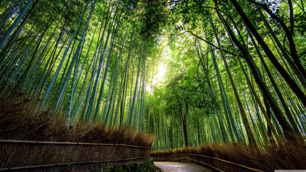 Wallpaper Desktop, Trees, Jungle, Mobile, Bamboo