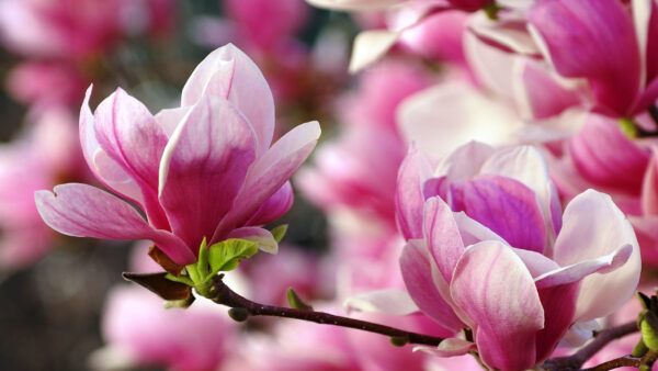 Wallpaper Desktop, With, Pink, Leaves, Blossom, Green, Flowers, Magnolia