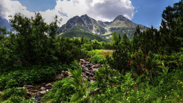 Wallpaper Under, Mountain, White, Mobile, Desktop, Background, Sky, Jungle, Cloudy