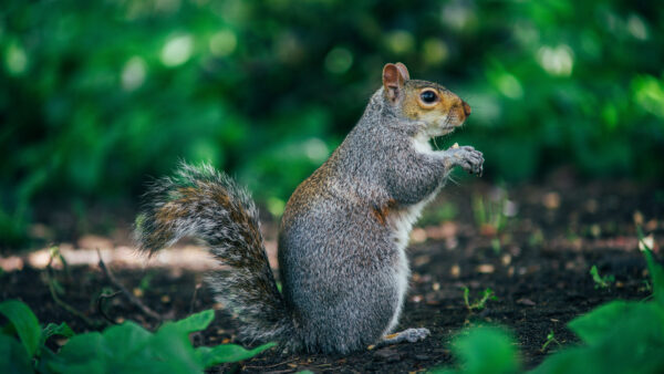 Wallpaper Green, Trees, Fox, Desktop, Background, Mobile, Squirrel, With, Shallow, Gray
