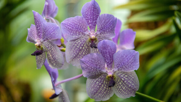 Wallpaper Flowers, Violet, Orchid