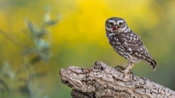 Wallpaper Flower, Eyes, Mouth, Trunk, Green, Brown, With, Owl, Tree, Background, Yellow, Desktop