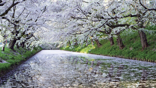Wallpaper Nature, Between, Reflection, Trees, White, Blossom, River, Leaves, With, Desktop