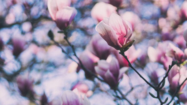 Wallpaper Magnolia, Blossom, Flowers, Pink, Desktop