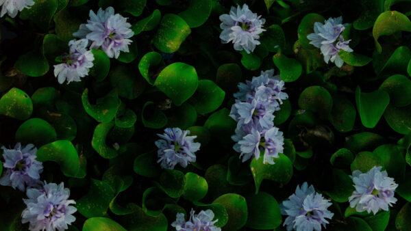 Wallpaper With, Flowers, Hyacinth, Mobile, Drops, And, Water, Leaves, Desktop