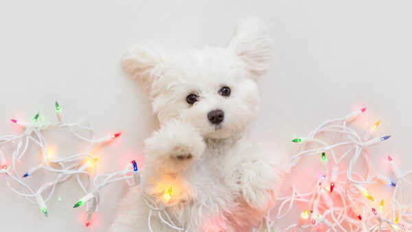 Wallpaper White, Baby, Lights, West, Puppy, Desktop, With, Terrier, Highland, Christmas, Animals