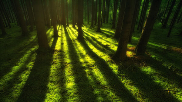 Wallpaper Nature, Trees, Reflection, Mobile, Ground, Grass, Forest, Green, Desktop, Field