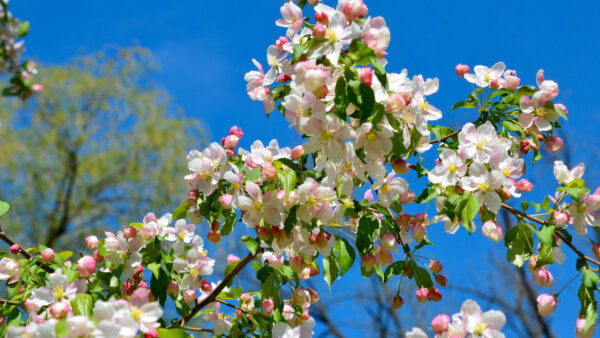 Wallpaper Desktop, Background, Blue, Sky, Flowers, Branches, Bloom, Tree, Spring, Apple