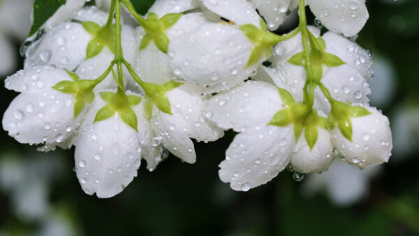 Wallpaper Water, White, Flowers, With, Spring, Drops