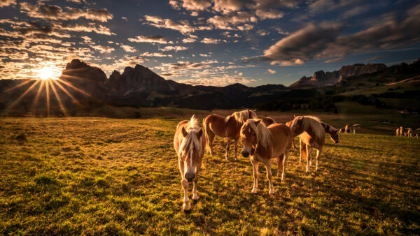 Wallpaper Blue, Sky, Are, Horse, Field, Clouds, Under, Grass, Background, Mountain, Horses, Brown, Standing, White