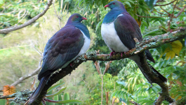 Wallpaper Birds, Two, Standing, Tree, Chubby, Beautiful, Pigeon, Are, Branch, Colorful