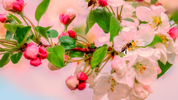 Wallpaper White, Pink, Blossom, Apple, Spring, Flowers