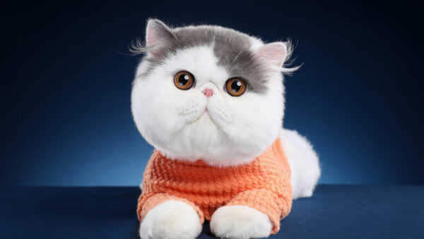Wallpaper Cat, Chubby, Animals, White, Lying, Desktop, Dress, Blue, Woolen, Background, Table, Wearing, Orange