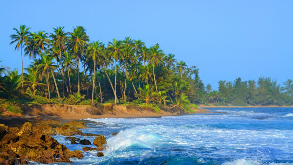 Wallpaper During, Mobile, Waves, Beautiful, Sky, Daytime, Bushes, Desktop, Under, Trees, Blue, Nature, Stones, Palm, Scenery, Ocean