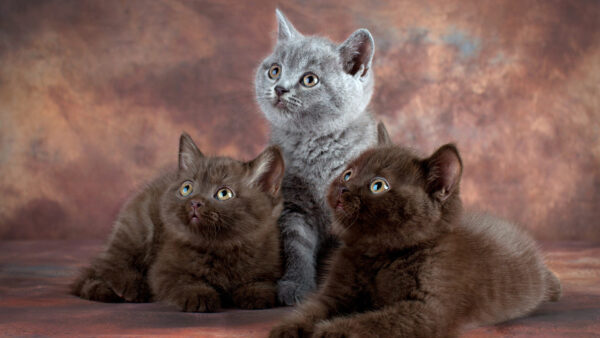 Wallpaper Cats, Cat, Background, Ash, Dark, Dusty, Persian, Black, Blur