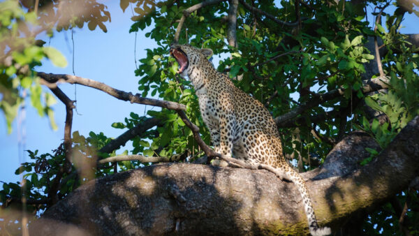 Wallpaper Sitting, Animals, Mouth, And, Tree, Opening, Desktop, Leopard