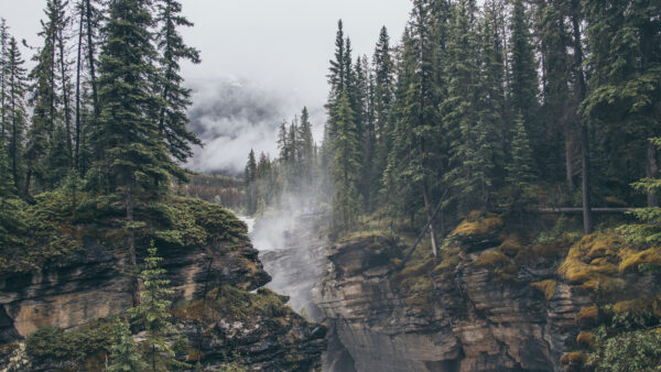 Wallpaper Covered, Desktop, Trees, Fog, Bushes, Nature, Rocks, Mobile, Green, Plants