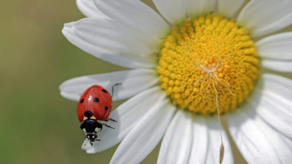 Wallpaper Black, White, Flower, Red, Ladybug