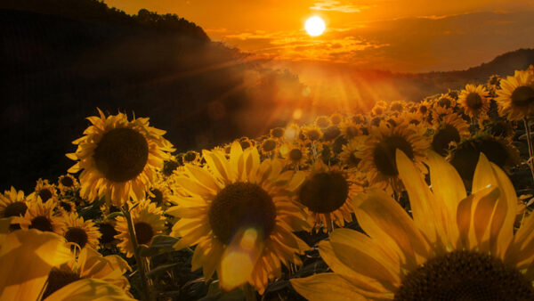 Wallpaper Plants, Field, Sunflowers, Sunset, Beautiful, Flowers, Clouds, Yellow, Sky, During, Black, Background