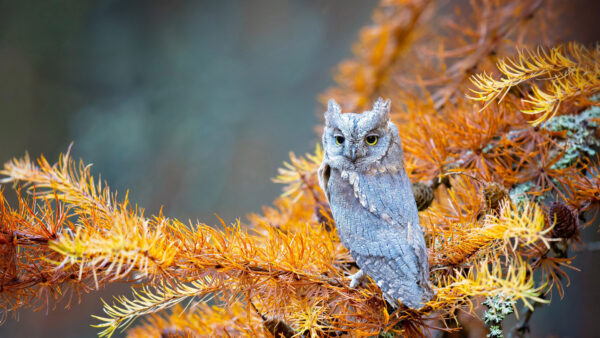 Wallpaper Background, Blur, Standing, Owl, Ash, Tree, Branch, Eyes, Black, Yellow