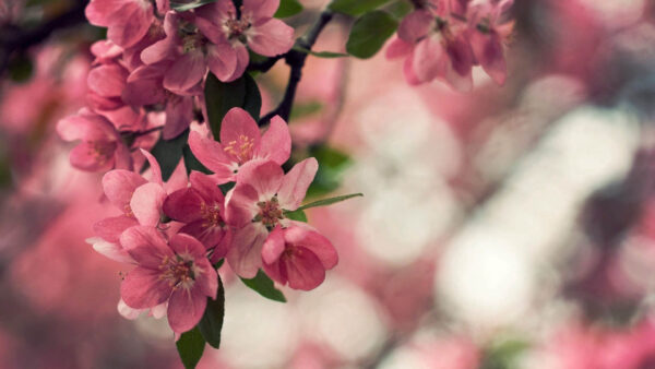 Wallpaper Bokeh, Pink, Petals, Plants, Flowers, Background