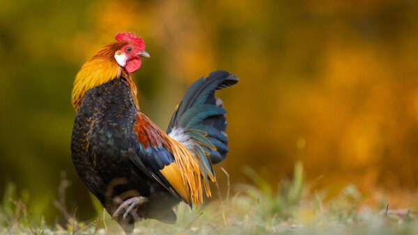 Wallpaper Light, Background, Standing, Rooster, Green, Yellow, Blur, Colorful