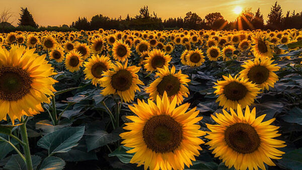 Wallpaper Background, Sunflowers, Field, Sunflower, Flowers, Trees, Yellow