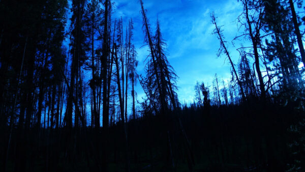 Wallpaper Cloudy, Blue, Sky, Under, Dark, Forest
