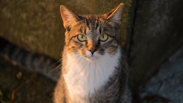 Wallpaper Black, Look, Eyes, Stare, Yellow, Brown, White, With, Cat