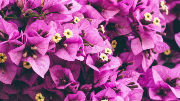 Wallpaper Garden, Purple, Flowers