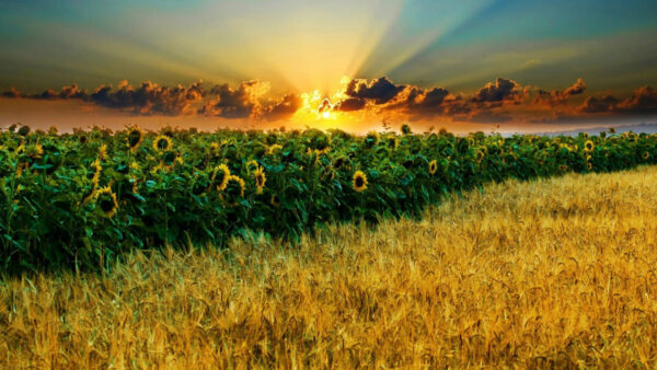 Wallpaper Wheat, And, During, Under, Black, Sunflower, Yellow, Sunset, Field, Blue, Clouds, Sky, Sunflowers