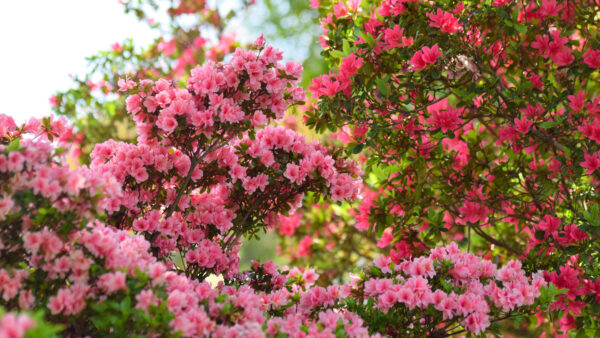 Wallpaper Blur, Azalea, Mobile, Pink, Flowers, Branches, Tree, Desktop, Leaves, Background, Green, Bokeh, Light
